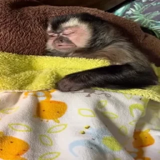 MONKEYS СТИКЕРЫ 🤜🤛 @LOWCs — 58