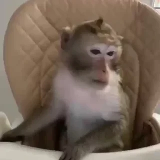 MONKEYS СТИКЕРЫ 🤜🤛 @LOWCs — 59