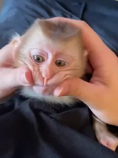 MONKEYS СТИКЕРЫ 🤜🤛 @LOWCs — 8