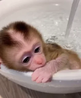 MONKEYS СТИКЕРЫ 🤜🤛 @LOWCs — 9