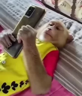 MONKEYS СТИКЕРЫ 🤜🤛 @LOWCs — 10