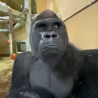 🚨 НЕ ЖМИ — 2