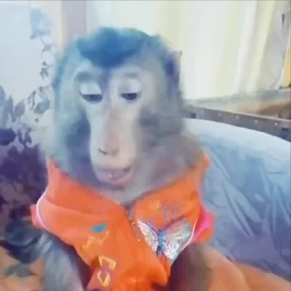 🚨 НЕ ЖМИ — 12