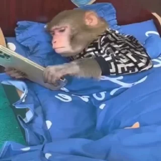 🚨 НЕ ЖМИ — 24