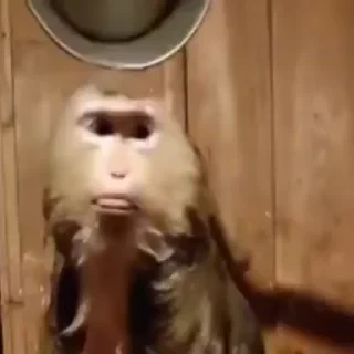 🚨 НЕ ЖМИ — 26