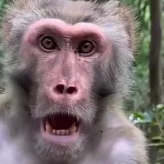 🚨 НЕ ЖМИ — 5