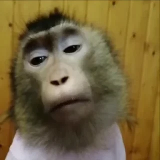 🚨 НЕ ЖМИ — 41