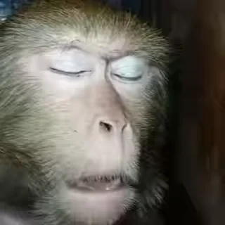🚨 НЕ ЖМИ — 42