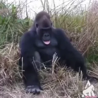 🚨 НЕ ЖМИ — 50