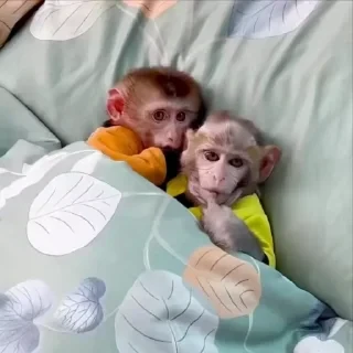 ⛔️ НЕ ЖМИ 🏻 — 20