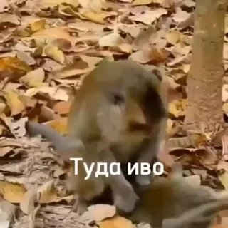 Новые стикеры в — 6