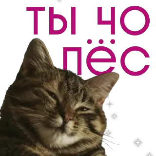 от агентства Новые Новые Медиа — 17