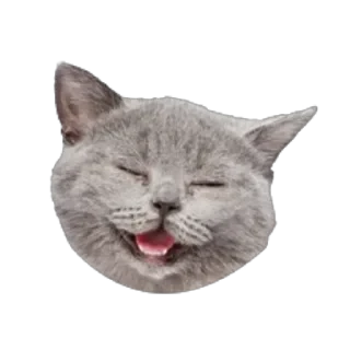 от агентства Новые Новые Медиа — 22