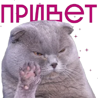 от агентства Новые Новые Медиа — 30