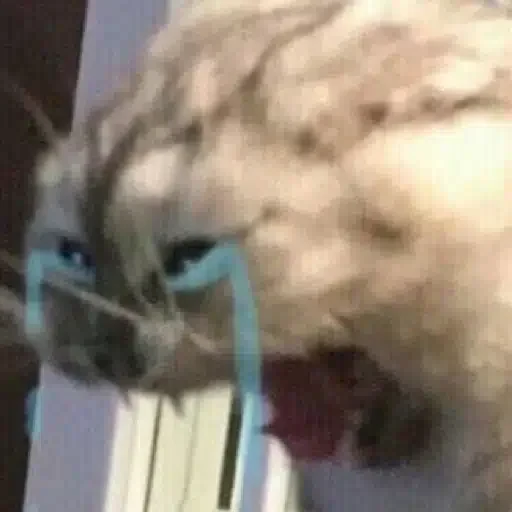 owl — 40