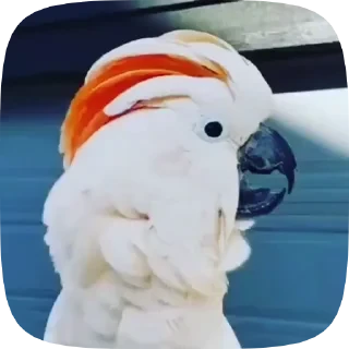 Parrots — 1