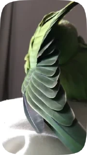 Parrots — 11