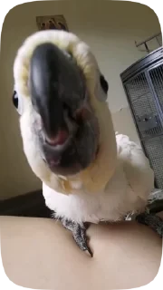 Parrots — 12