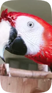 Parrots — 13