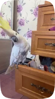 Parrots — 14