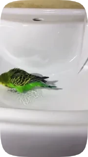 Parrots — 15