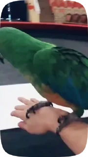 Parrots — 16