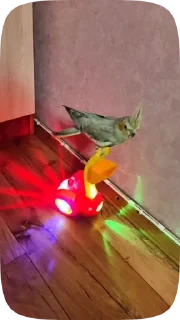 Parrots — 17