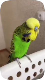 Parrots — 18