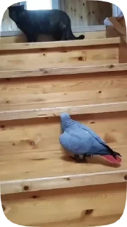 Parrots — 19