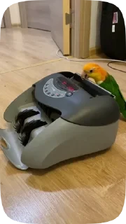Parrots — 20