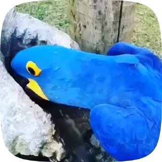 Parrots — 3