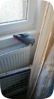 Parrots — 21