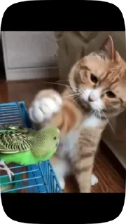Parrots — 22
