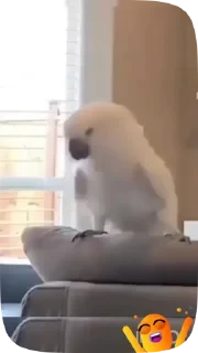 Parrots — 23