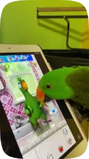 Parrots — 24