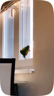 Parrots — 26