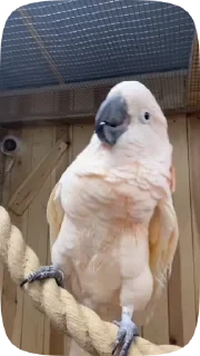 Parrots — 27