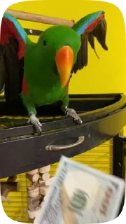 Parrots — 29