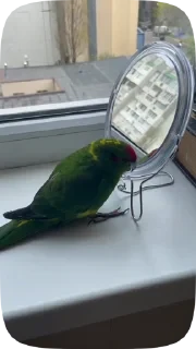 Parrots — 30