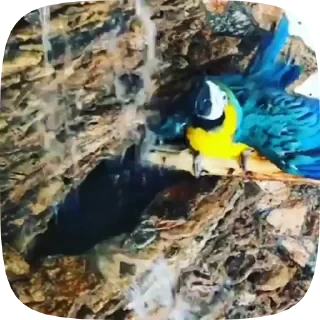 Parrots — 4
