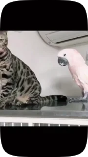 Parrots — 31