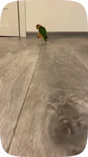Parrots — 32