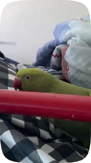 Parrots — 33