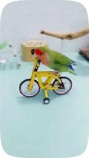 Parrots — 34