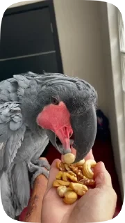 Parrots — 35