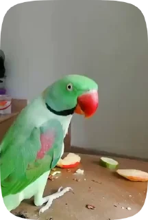 Parrots — 36