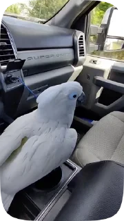Parrots — 38