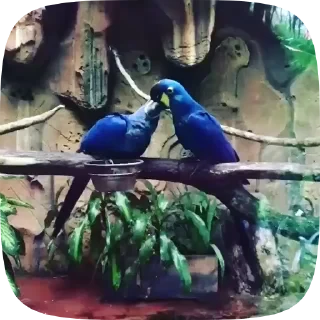 Parrots — 5