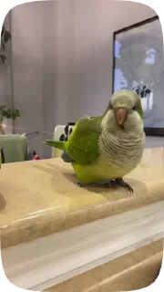 Parrots — 41