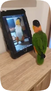 Parrots — 42